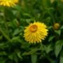 Bracteantha – Dreamtime® Jumbo Yellow – 10″ Hanging Basket